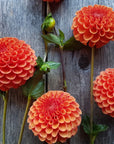Dahlia Valley Rust Bucket