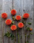 Dahlia Valley Rut Bucket