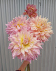 Dahlia Strawberry Ice