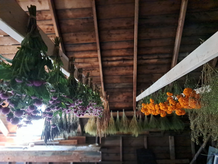 My Favorite Annual Flowers for Drying