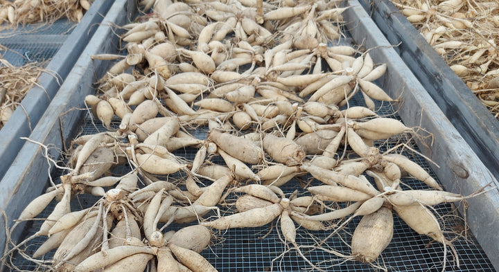 When and How to Dig your Dahlia Tubers