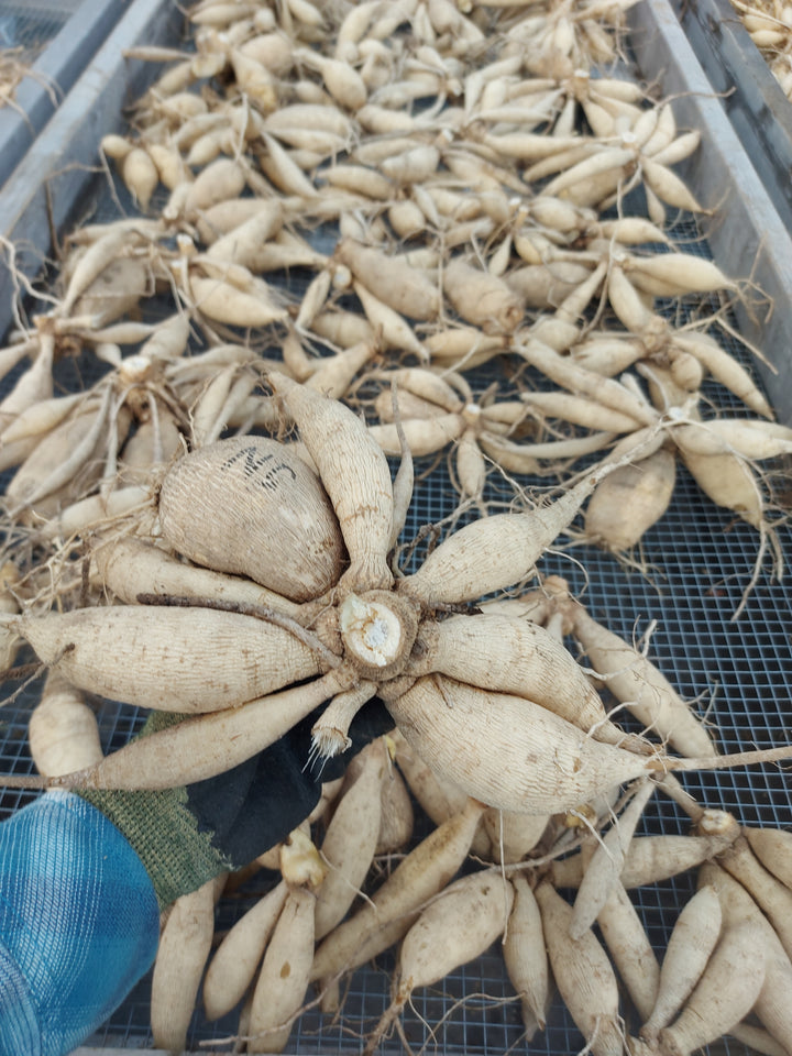 How to Divide Dahlia Tubers