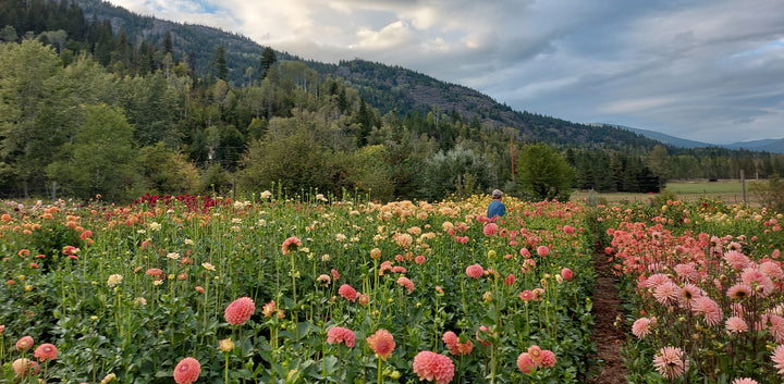 How to plant dahlias