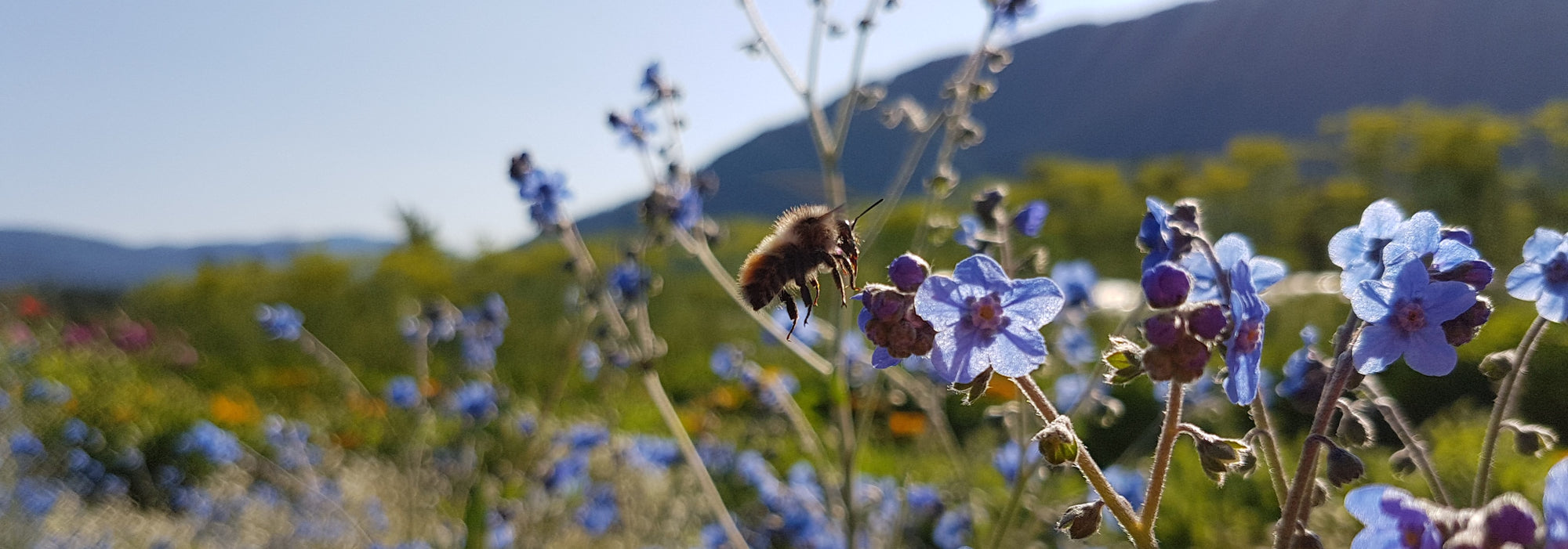 COOL FLOWERS : Kick off the season with hardy annuals