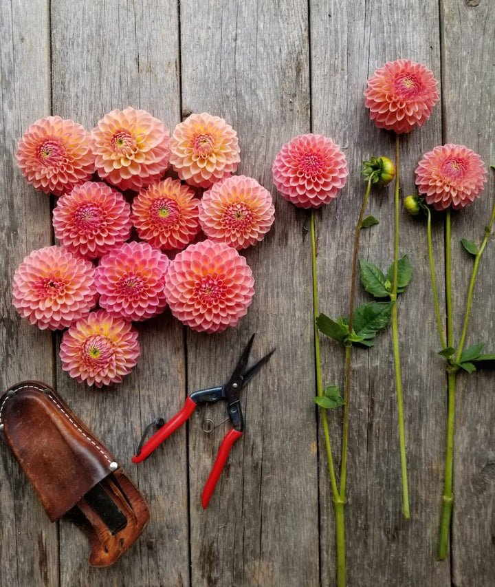 Dahlias - Peach
