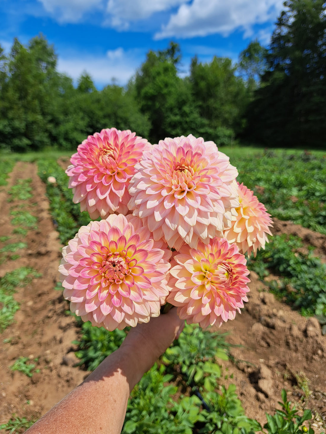 Dahlia Oreti Adele