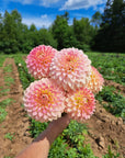 Dahlia Oreti Adele