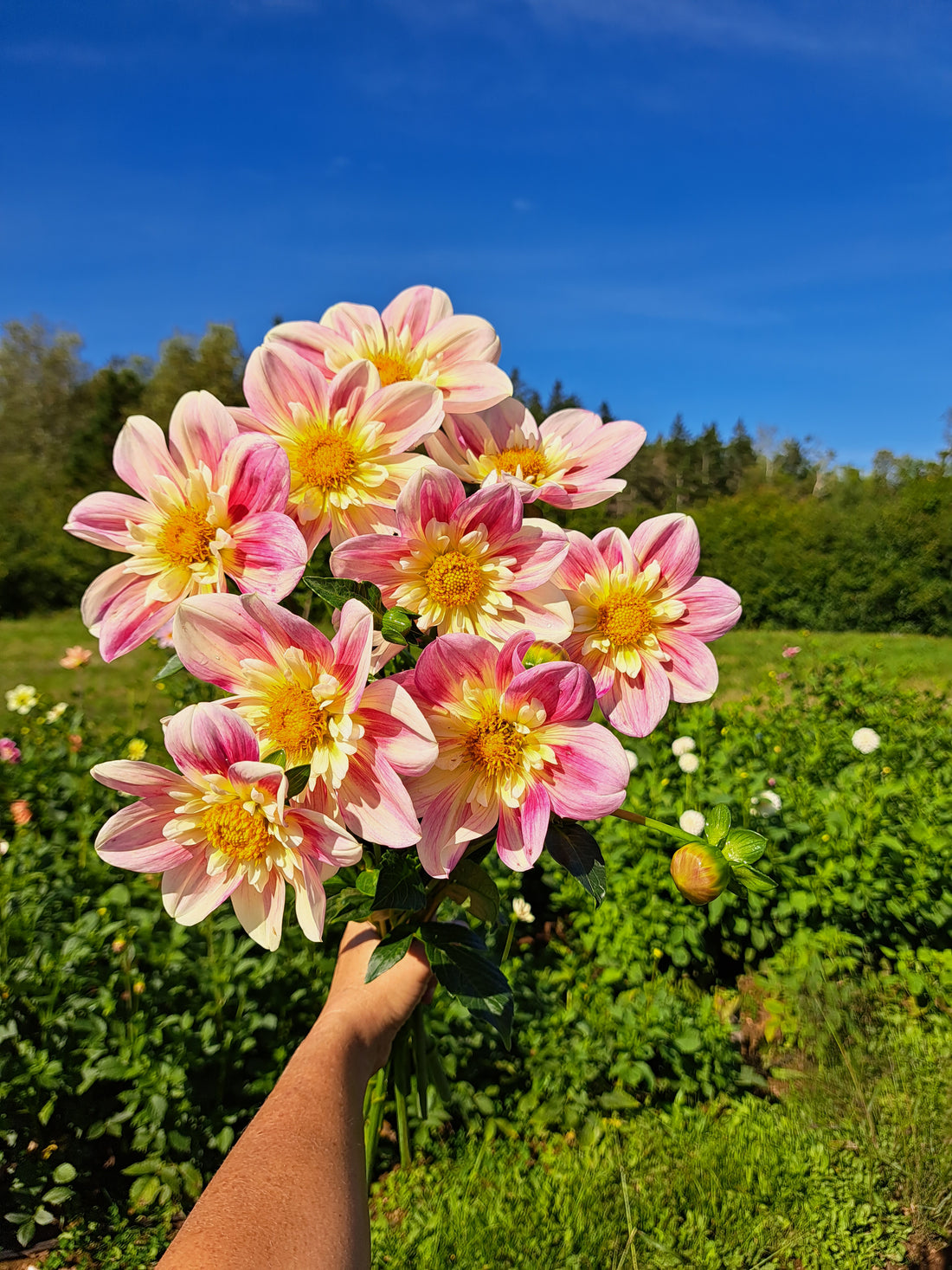 Dahlia Ferncliff Dolly