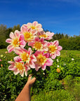 Dahlia Ferncliff Dolly