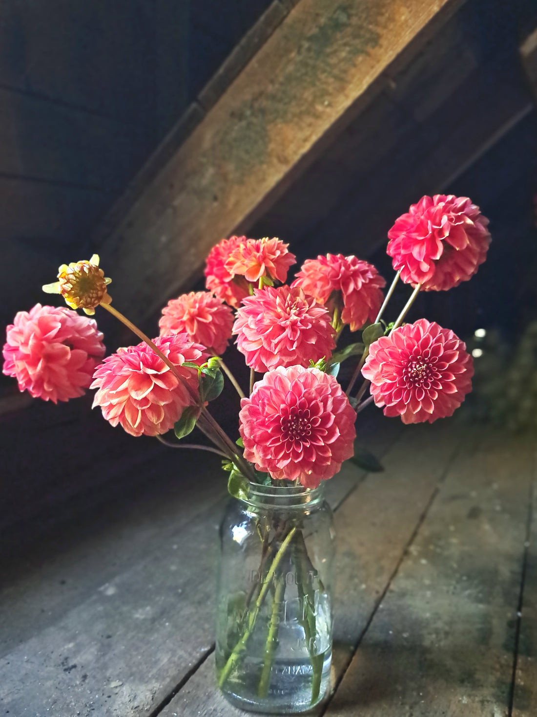 Dahlia Lakeview Lucky