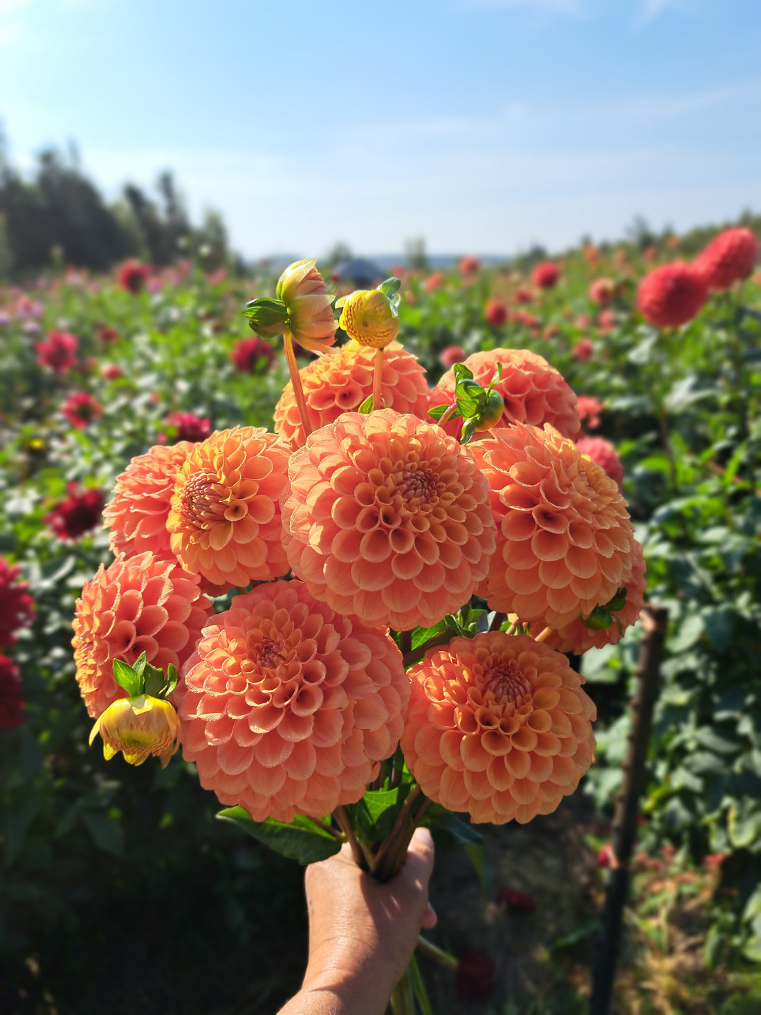 Dahlia Camano Buz