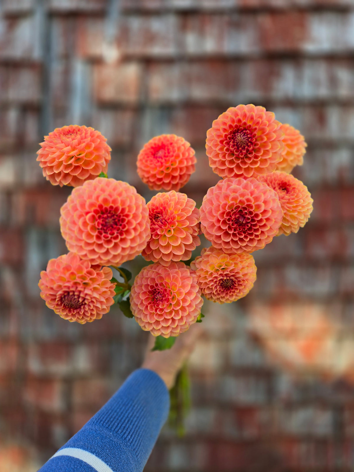 Dahlia 20th Ave Softer Peach