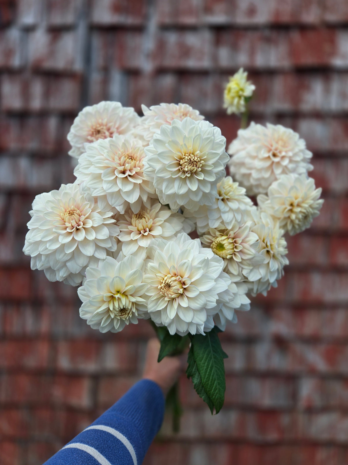 Dahlia Christo
