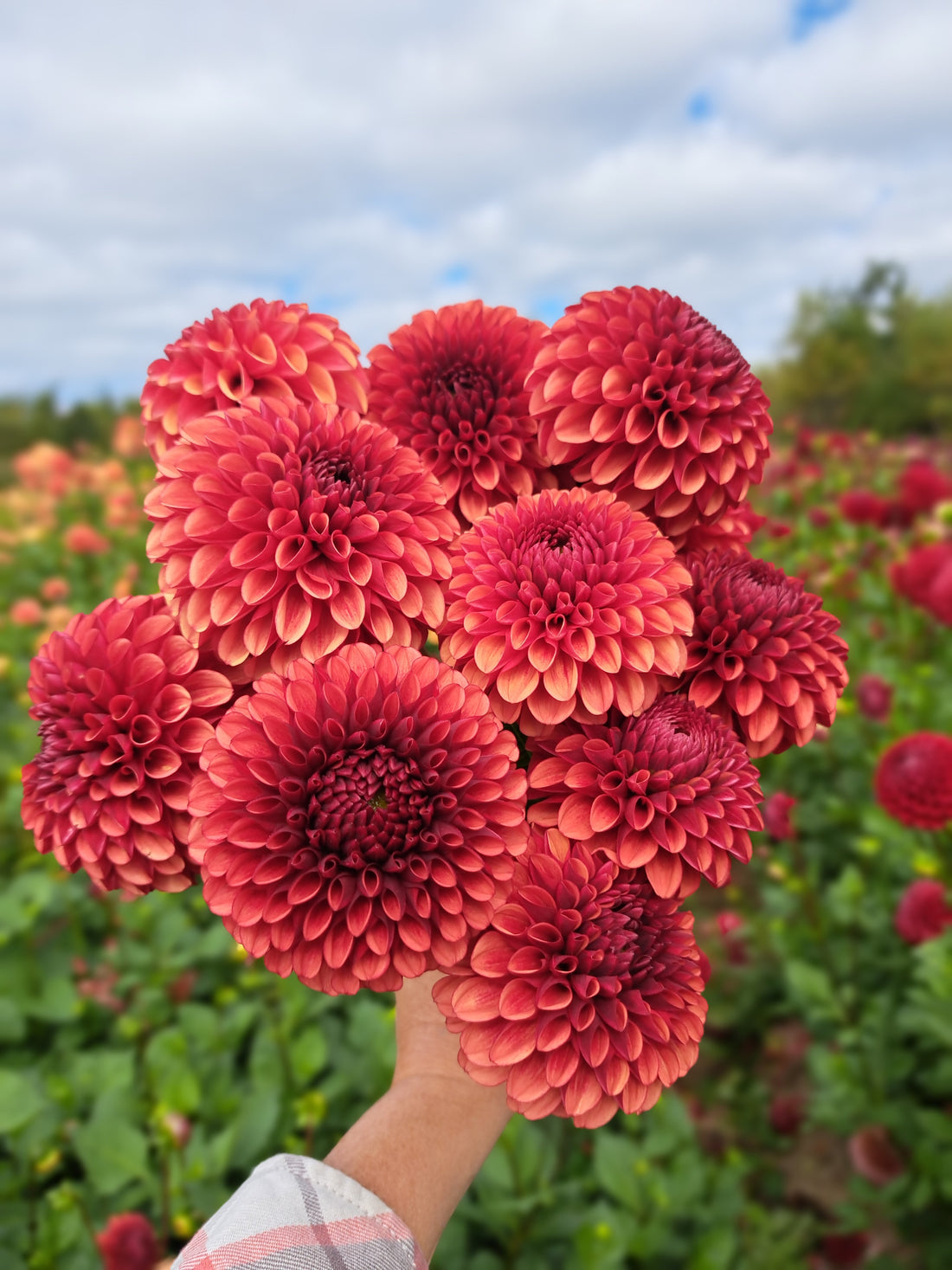 Dahlia Copper Boy