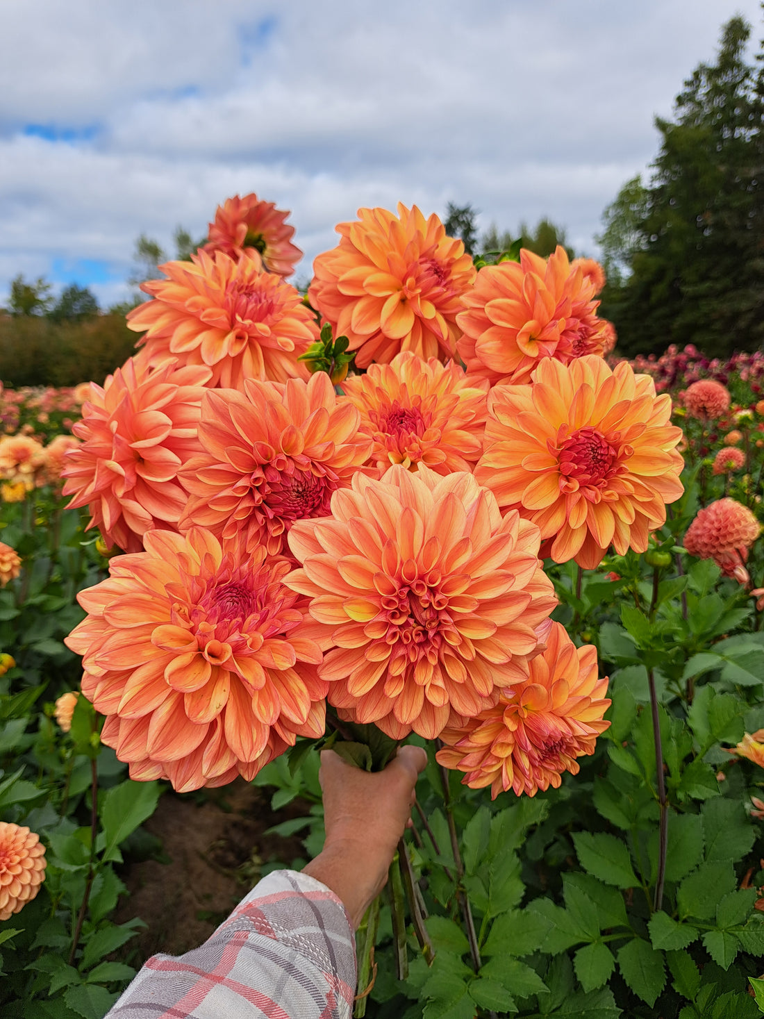 Dahlia Ferncliff Copper