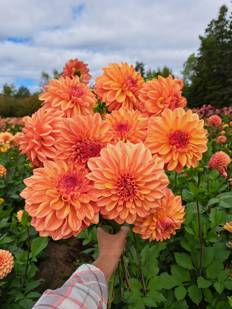 Dahlia Ferncliff Copper