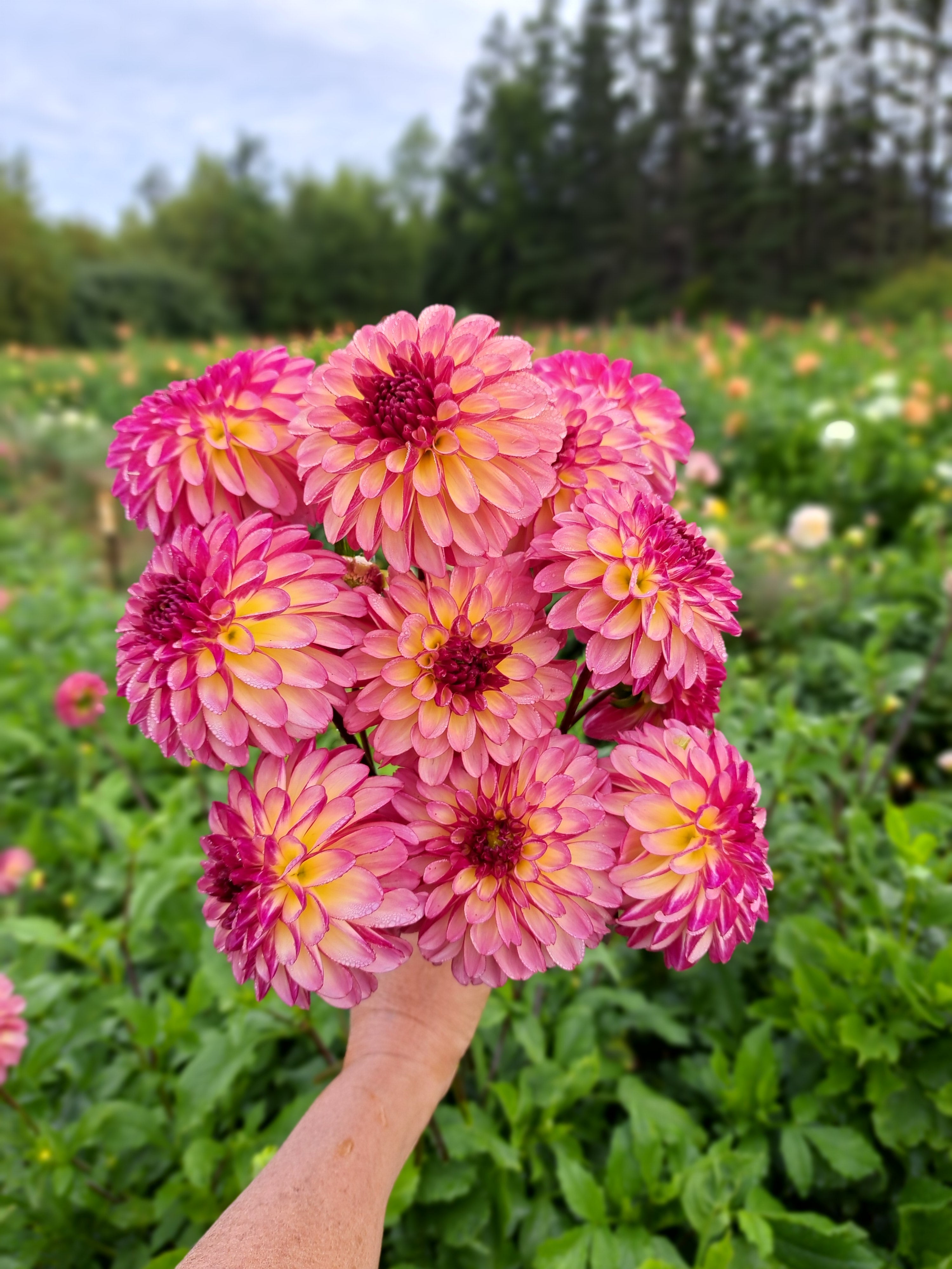 Dahlia Foxy Lady – Stone Meadow Gardens