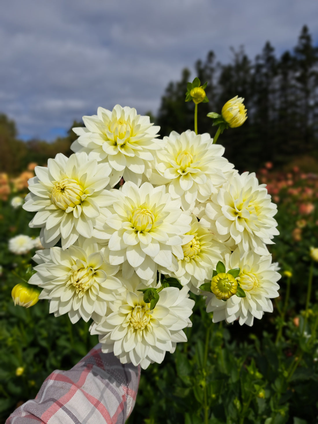 Dahlia Karma Maarten Zwaan