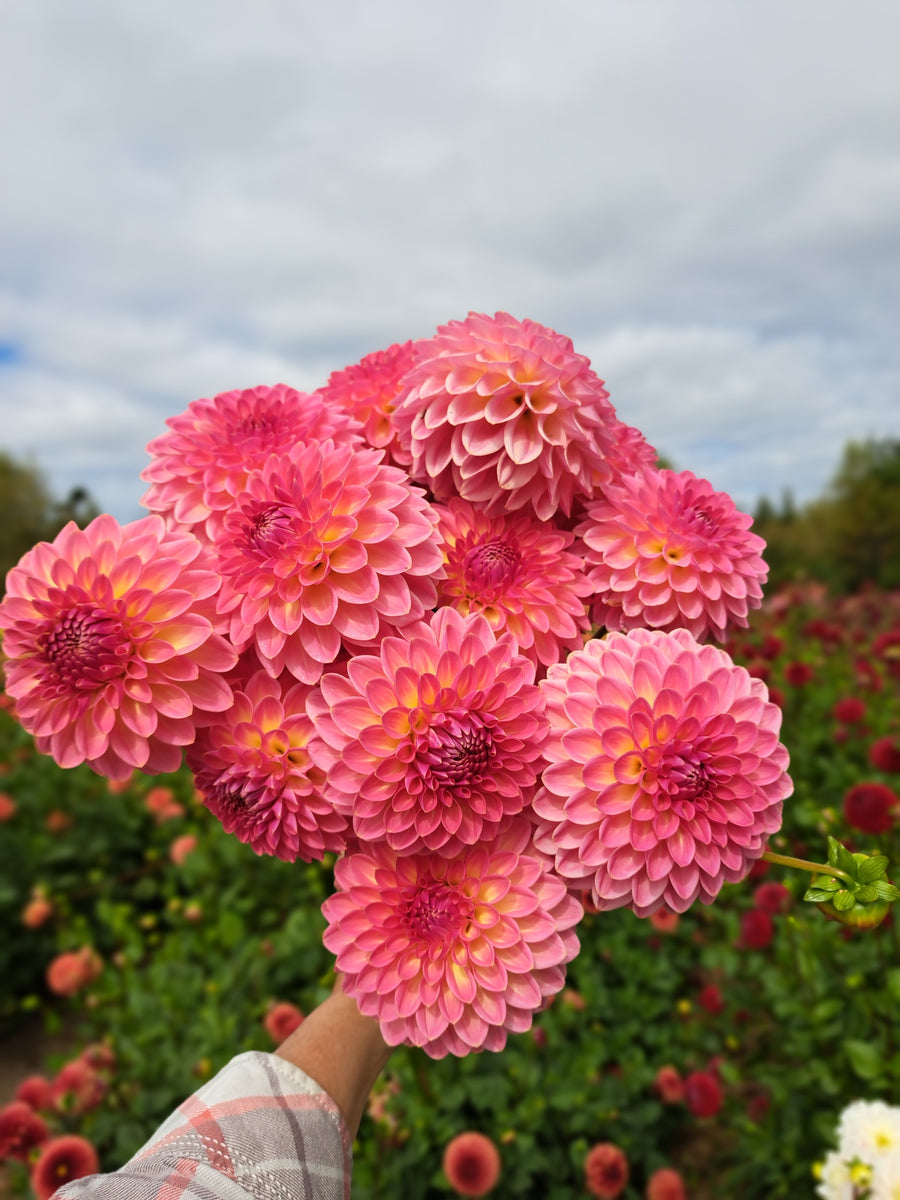 Dahlia Pink Suffusion