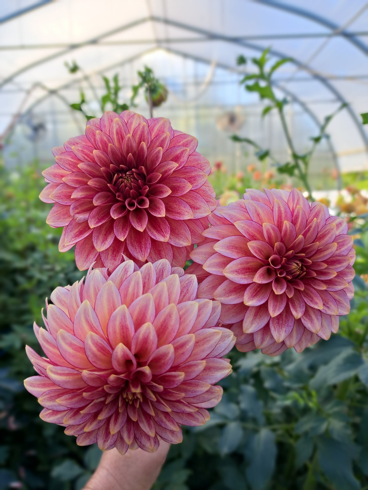 Dahlia RM Raspberry Twinkle