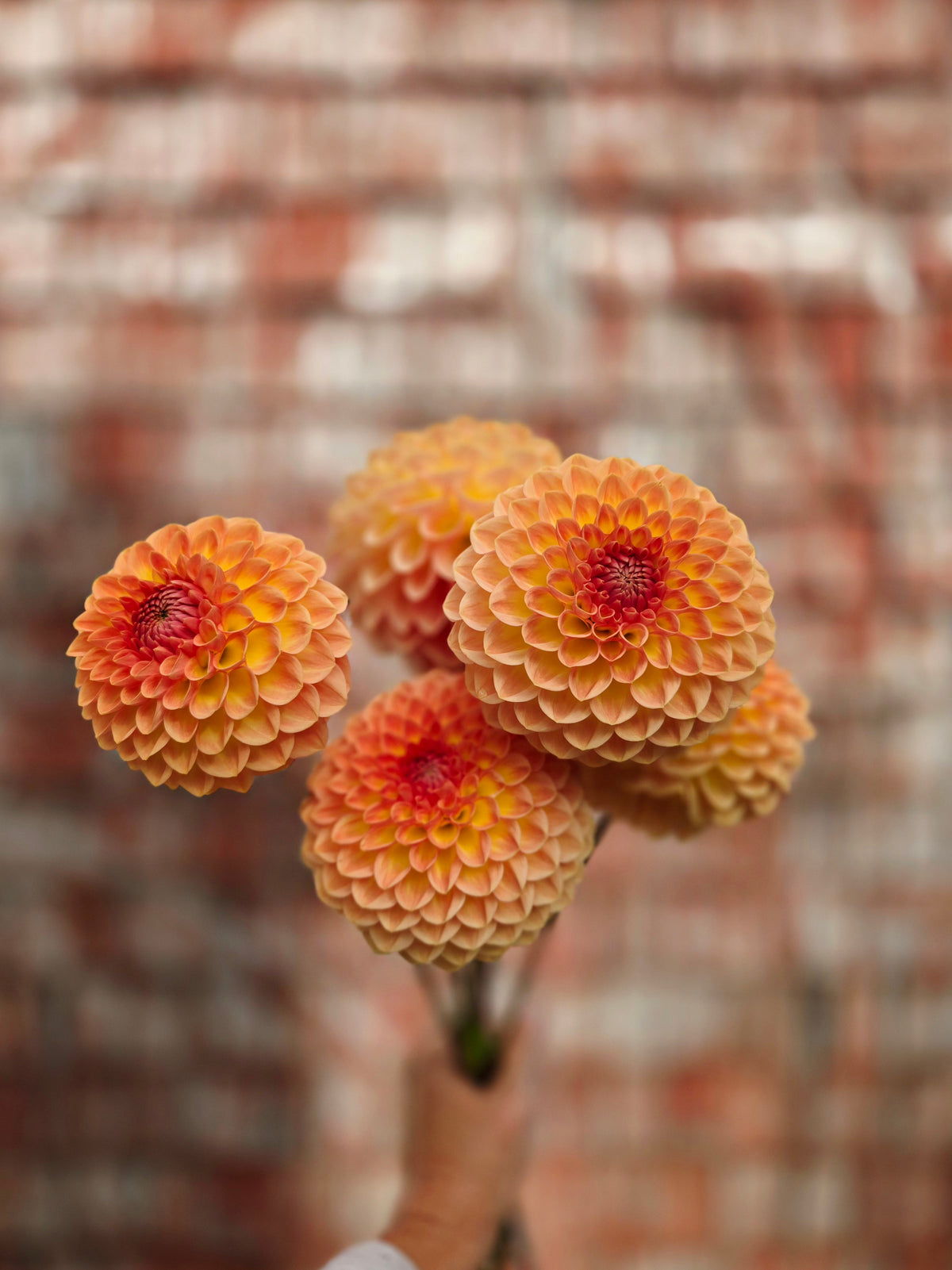 Dahlia Blyton Softer Gleam