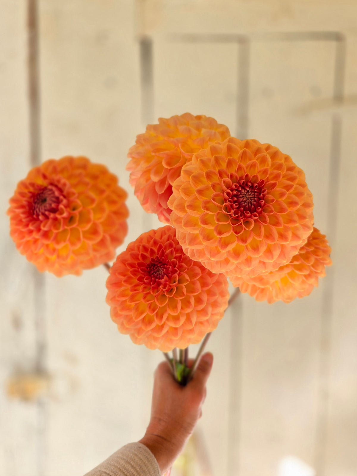 Dahlia Blyton Softer Gleam