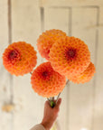 Dahlia Blyton Softer Gleam