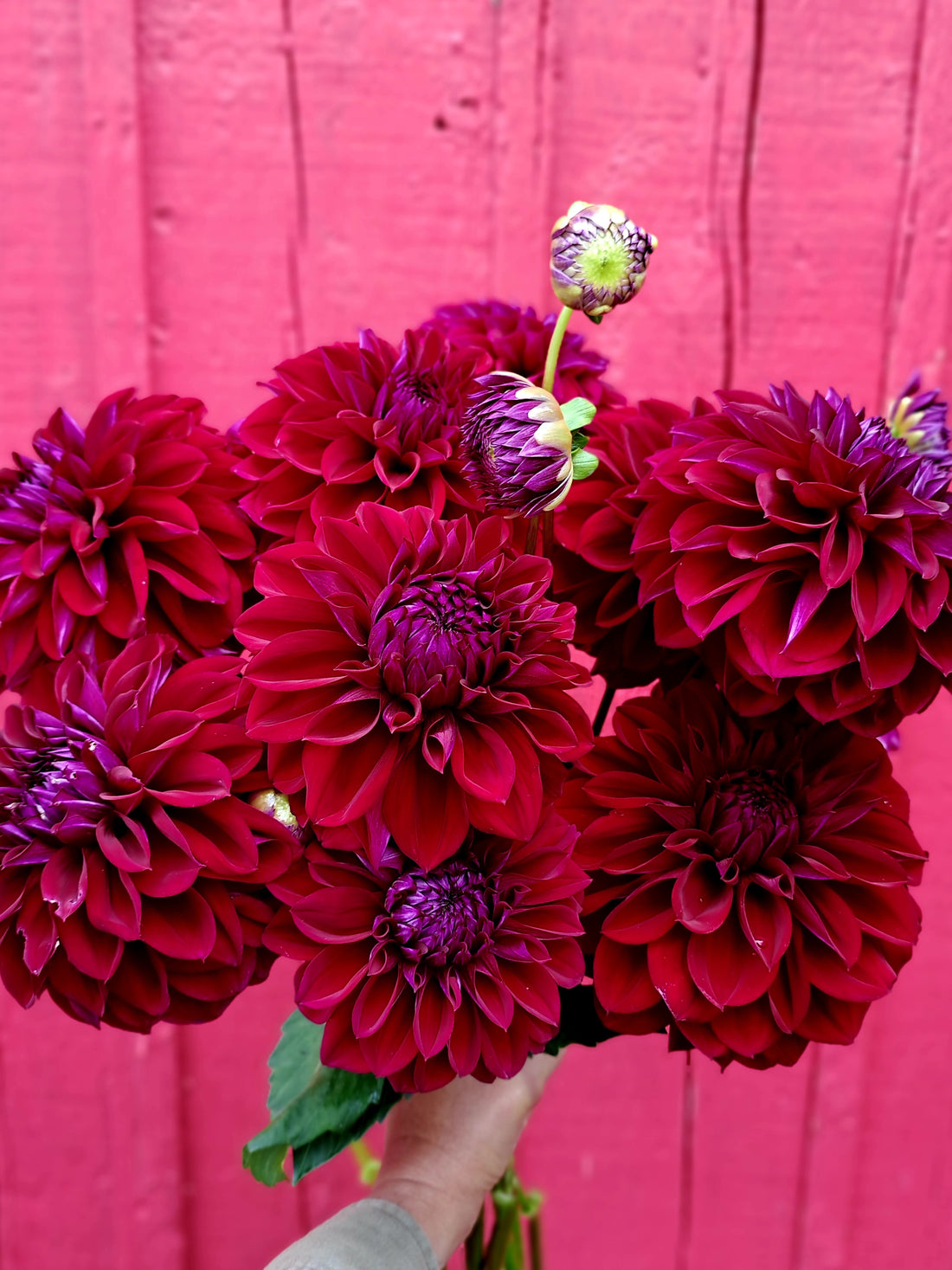 Dahlia Diva