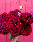 Dahlia Diva