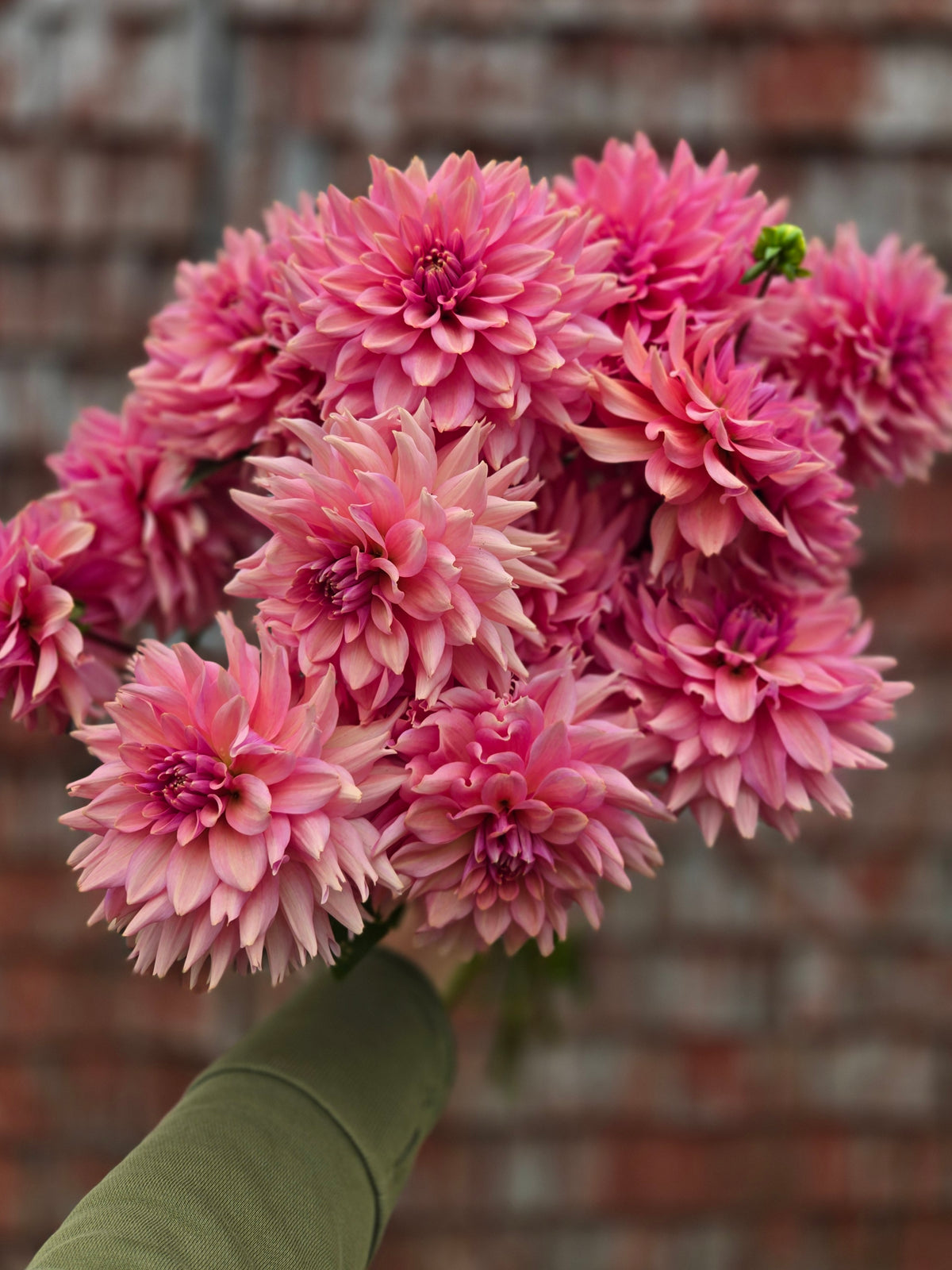 Dahlia La Belle Epoque