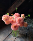 Dahlia Oreti Adele