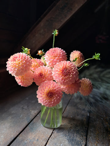 Dahlia Oreti Adele