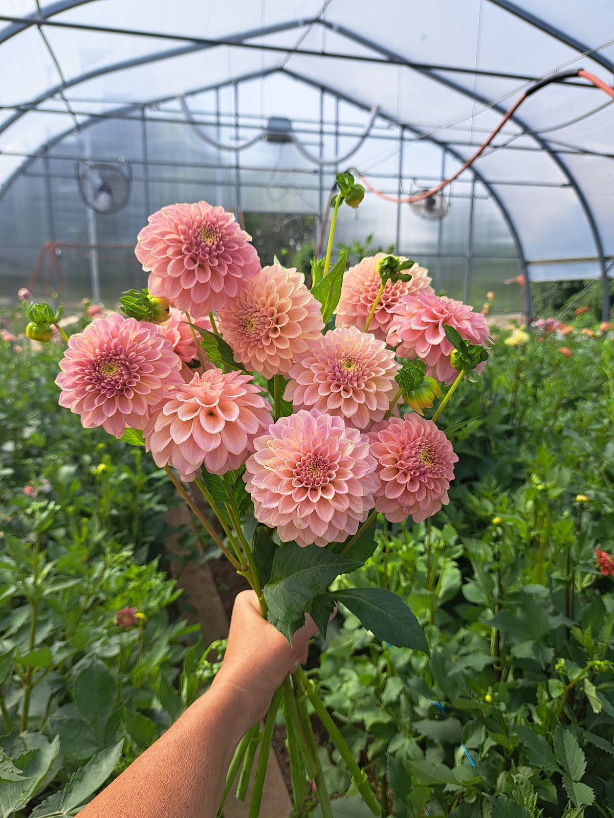 Dahlia Rock Run Ashley