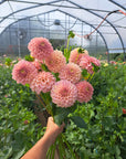 Dahlia Rock Run Ashley