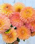 Dahlia Oreti Adele