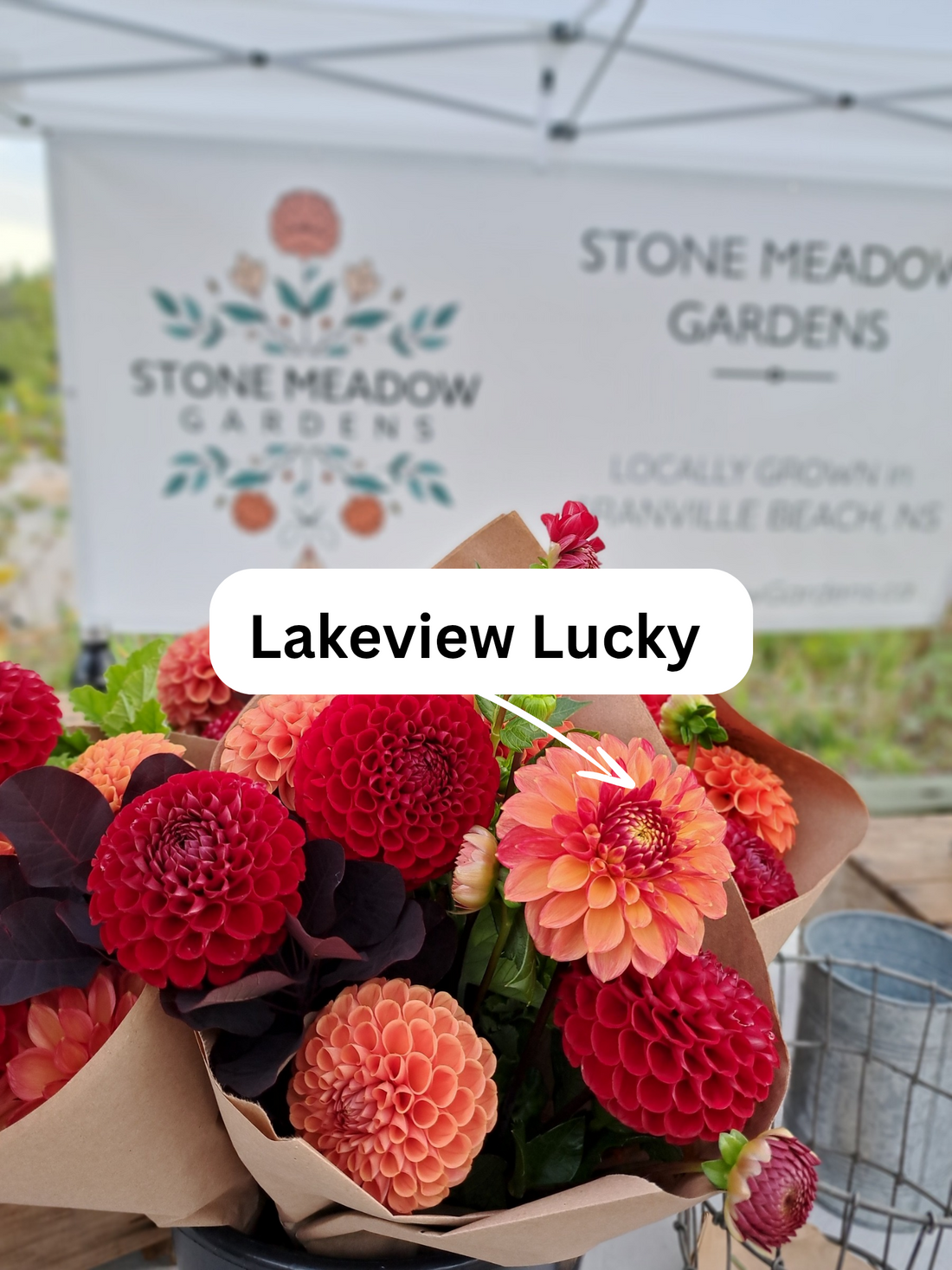Dahlia Lakeview Lucky