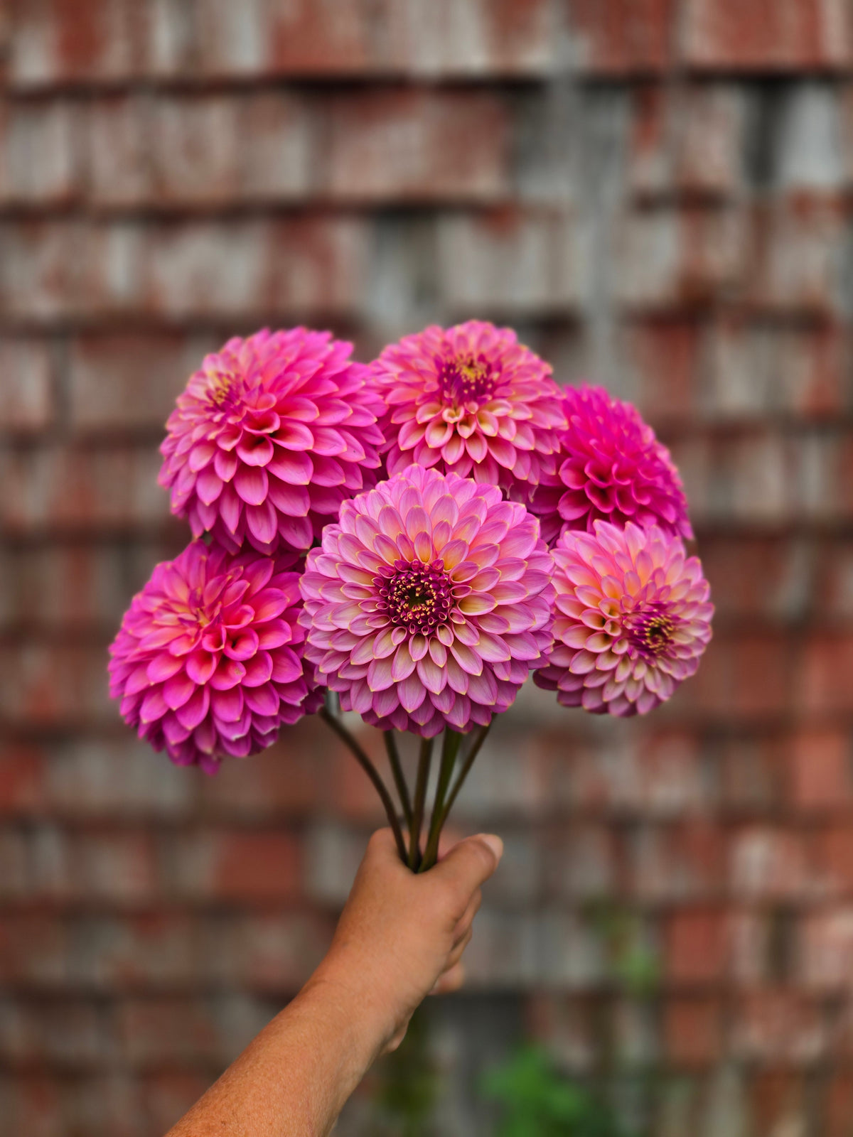 Dahlia Skipley Spot of Gold