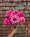 Dahlia Skipley Spot of Gold