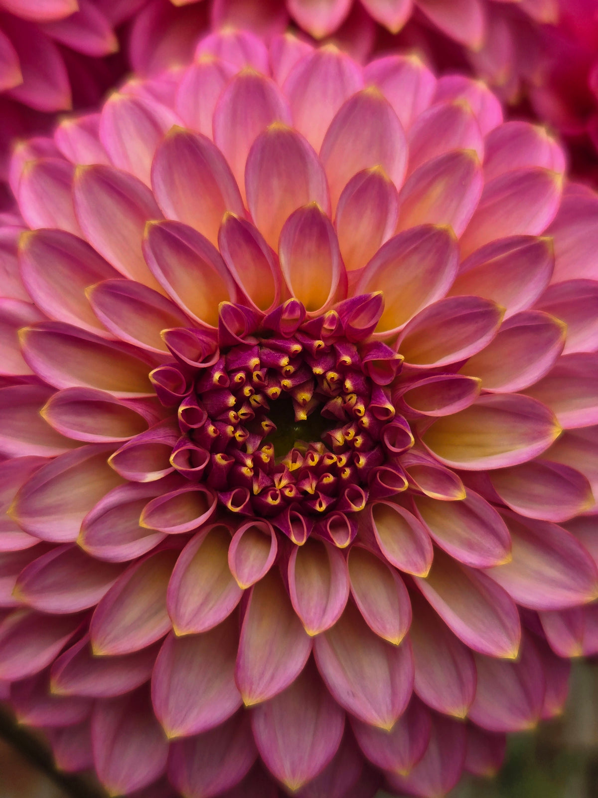 Dahlia Skipley Spot of Gold