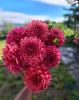 Dahlia Mystique