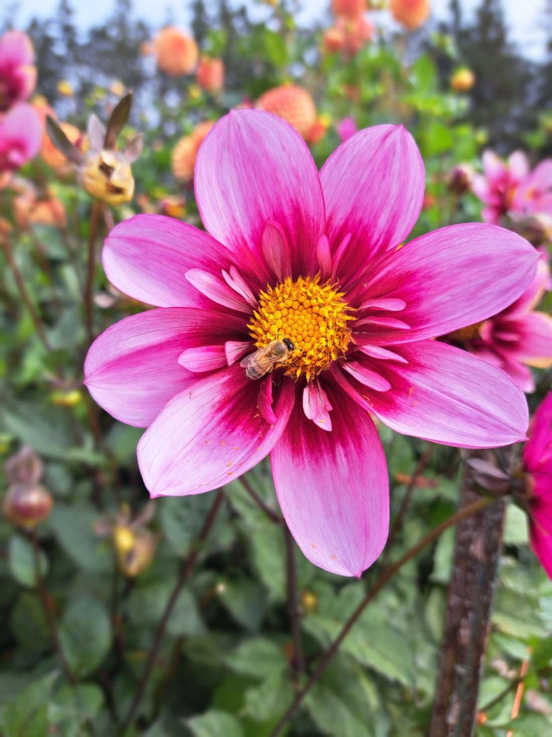 Dahlia Bloomquist Sweet