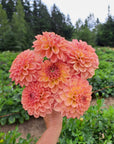 Dahlia Lark's Ebbe
