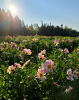 Dahlia Ferncliff Dolly