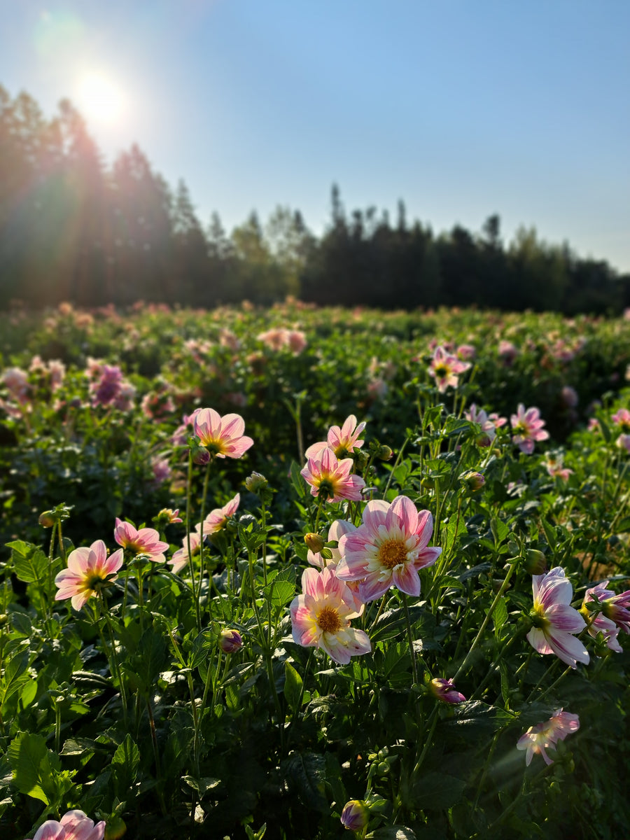 Dahlia Ferncliff Dolly