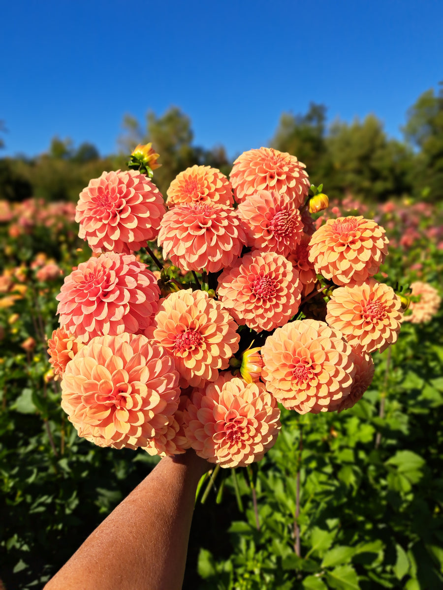Dahlia Rose Toscano