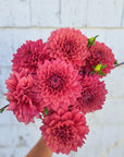 Dahlia Mystique
