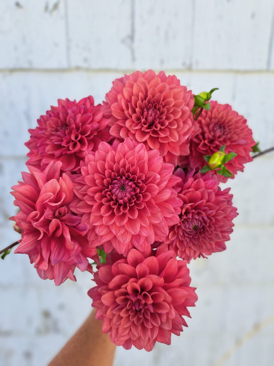 Dahlia Mystique