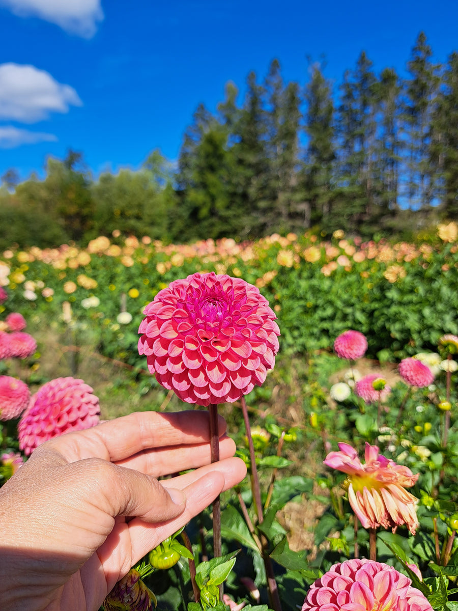 Dahlia Amethyst Glow
