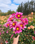 Dahlia Bloomquist Sweet