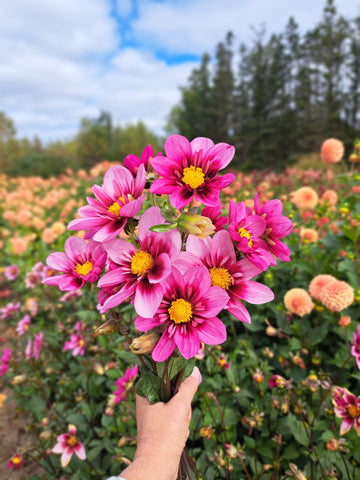 Dahlia Bloomquist Sweet